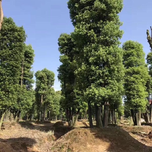 益阳多杆香樟
