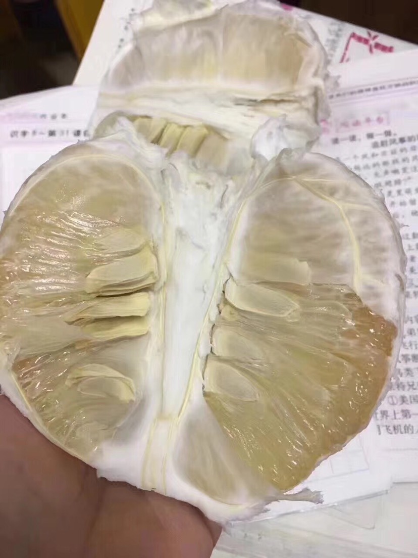 沙田柚 1.5斤以上 