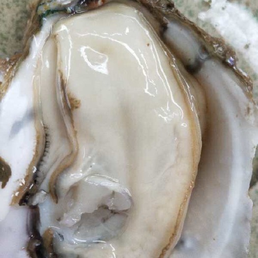 佛山湛江牡蛎 广东小蚝，湛江生蚝，珠海生蚝，台山生蚝，1斤4个左右个头