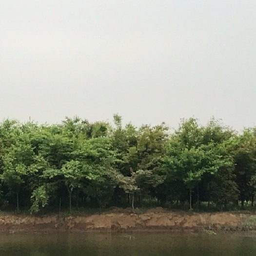 苏州细叶鸡爪槭 鸡爪槭