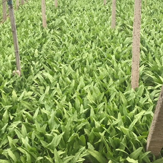 邯郸纯香油麦菜