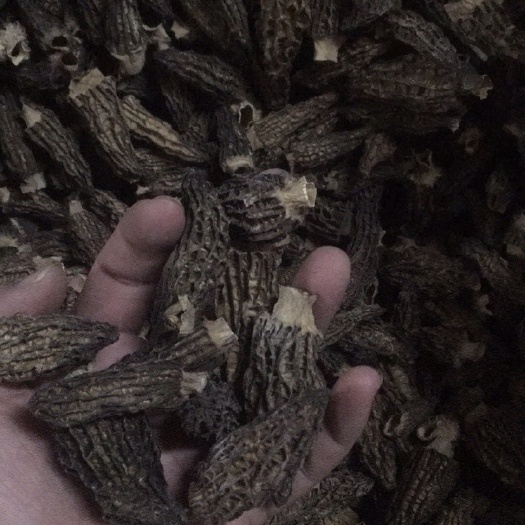 云南干羊肚菌3-5剪柄货