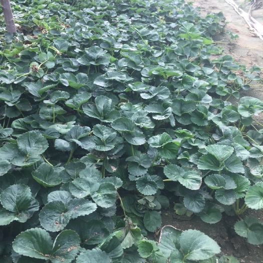 平度市桃薰草莓苗 地栽苗 10~20公分