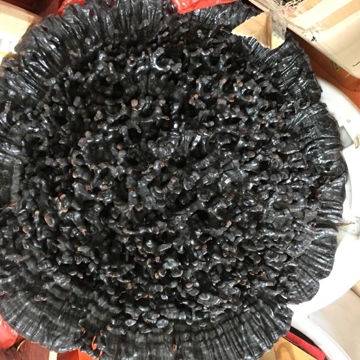 环江县观赏灵芝