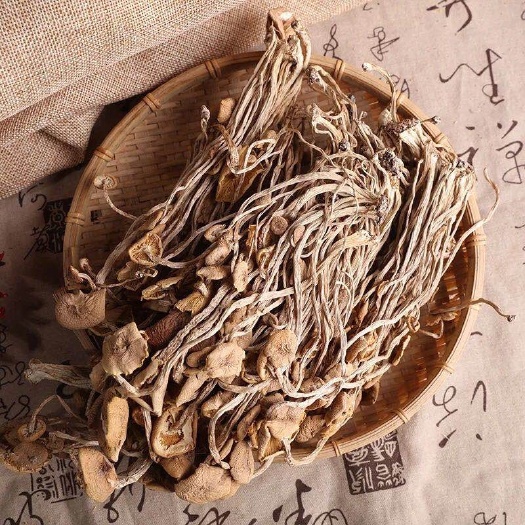昆明野生茶树菇 14~16cm 已开伞 干茶树菇 