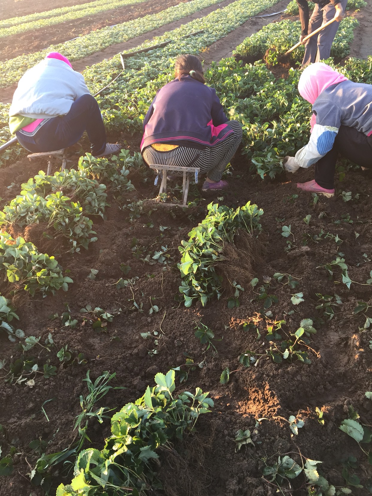 奶油草莓苗 地栽苗 10~20公分