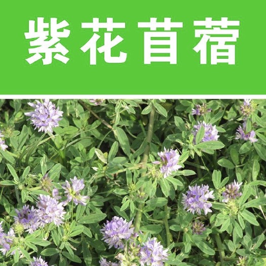 苏州紫花苜蓿 