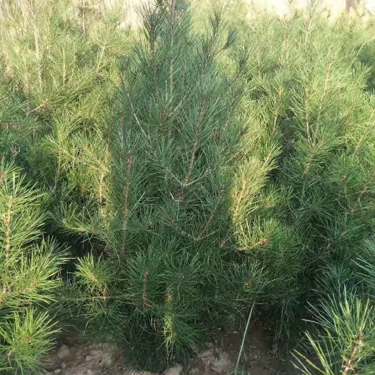 周至县白皮松  松树   1米起步