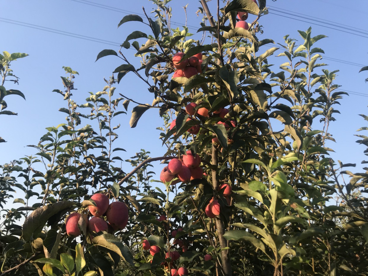 供应大厅 种子种苗 苹果树苗 商品详情 鸡心果又名锦绣海棠,单果重