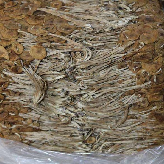 古田县古田茶树菇 10~12cm 未开伞 干茶树菇