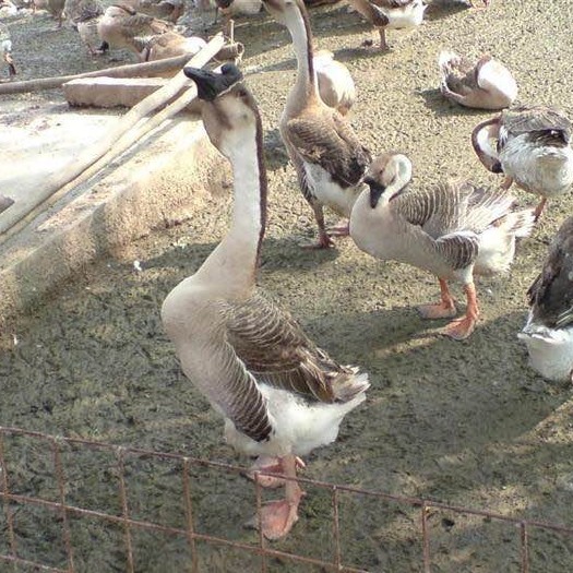 南宁 白沙鹅  灰鹅苗 杂交鹅 大种灰鹅