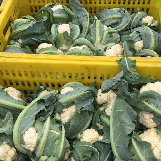 东台市白花菜花 2~3斤 紧密