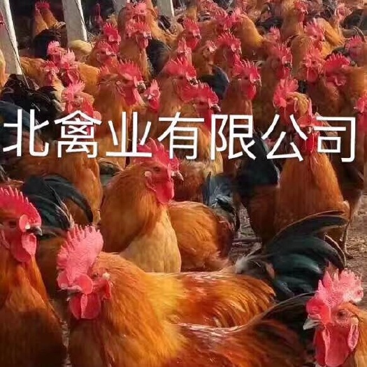 涟水县青脚土鸡苗 