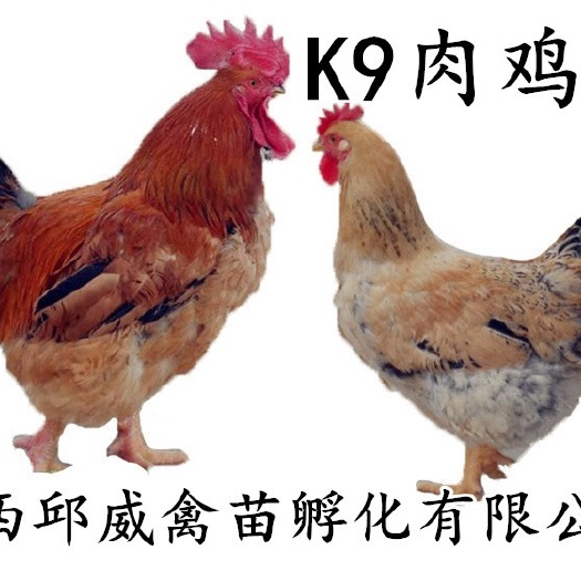 南宁k9肉鸡苗882 质量保证 惠农优选