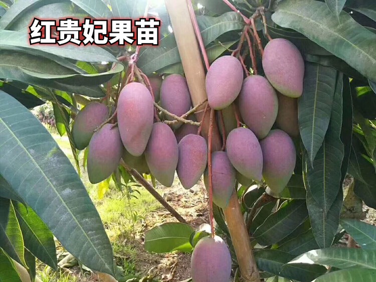 贵妃芒果苗 