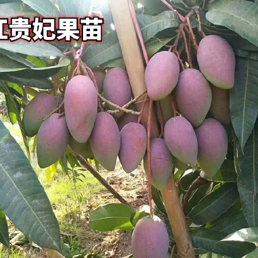 灵山县贵妃芒果苗 