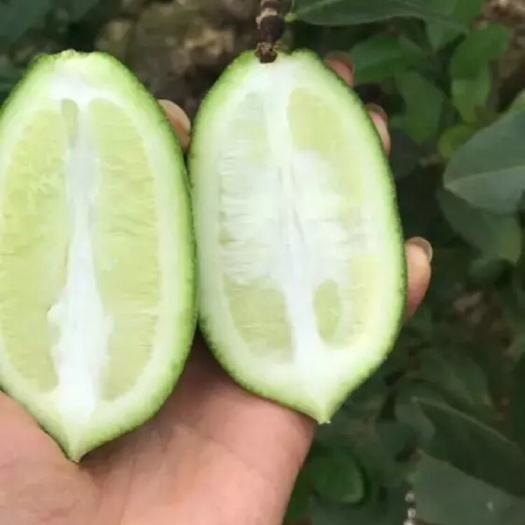 灵山县青柠檬苗