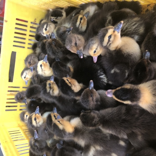 南宁半番鸭苗