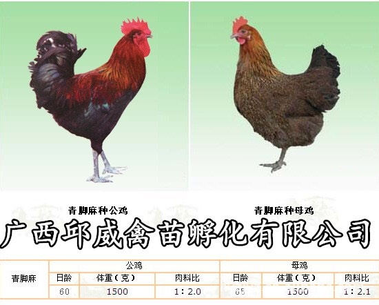 南宁青脚麻鸡苗 质量保证 惠农优选