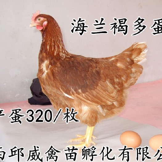 南宁海兰褐蛋鸡苗 质量保证 惠农优选