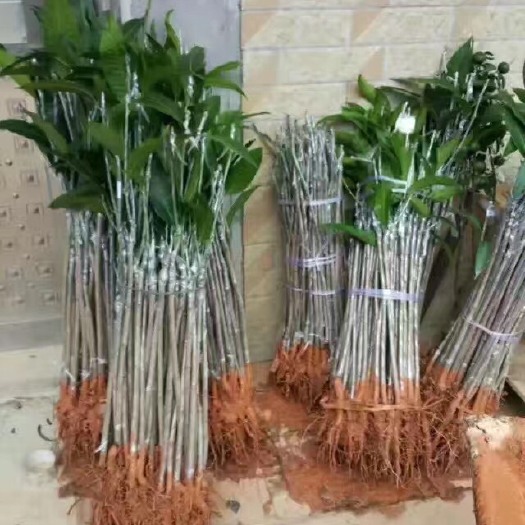 灵山县金煌芒果苗