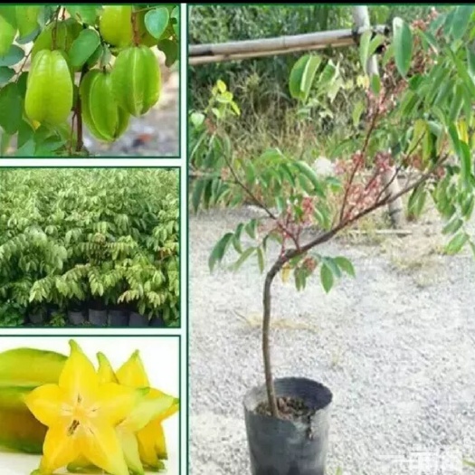 灵山县杨桃树苗 