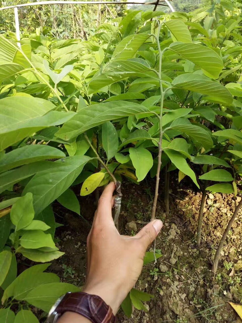 釋迦果苗 嫁接苗 