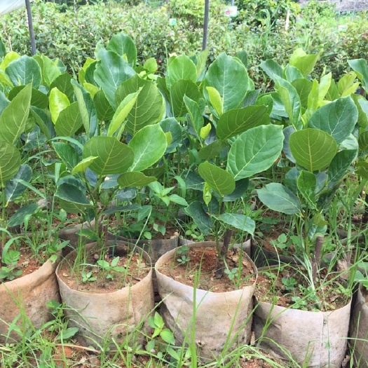 灵山县马来西亚一号菠萝蜜苗