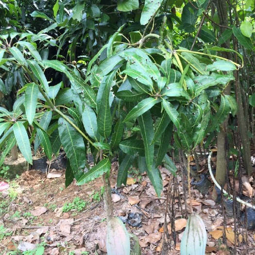 灵山县红象牙芒果苗 