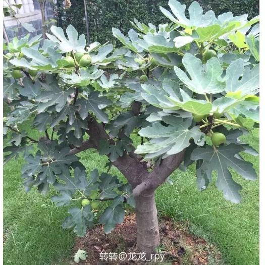 平邑县波姬红 