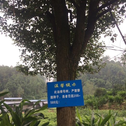 宜宾樟树苗