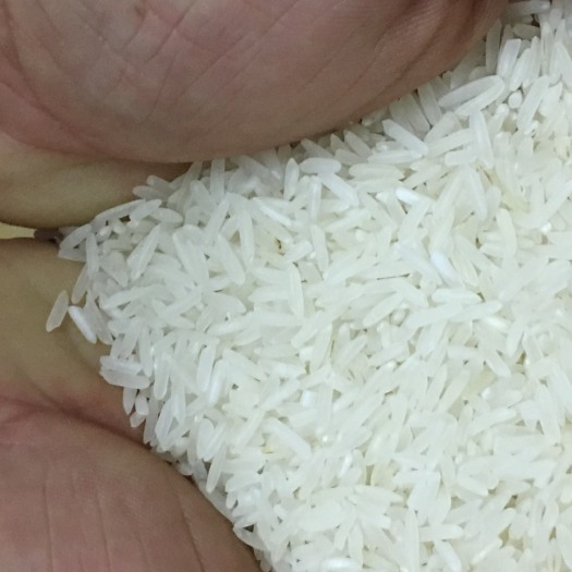 深圳油粘米 非有机大米 晚稻 一等品