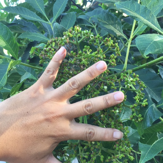 大竹县吴茱萸 吴茱萸种苗 中花扦插苗两证一签