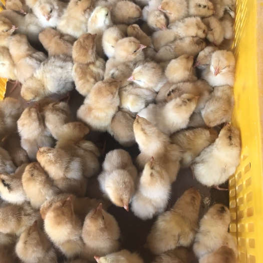 南宁快大黄鸡苗 