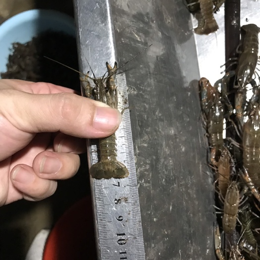 广州澳洲龙虾苗 