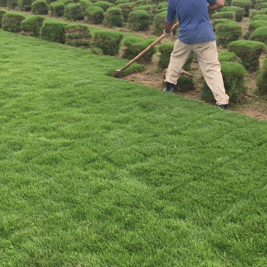 句容市马尼拉草皮 