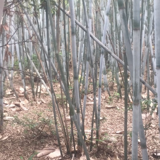 博罗县粉单竹
