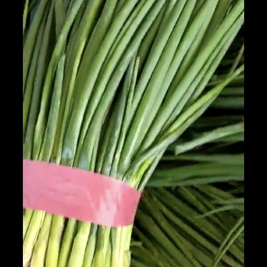 邯郸小香葱头 