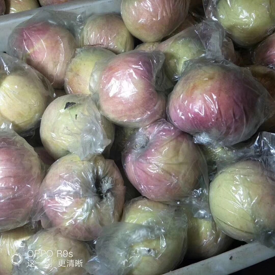 红星苹果 膜袋 表光 65mm以上
