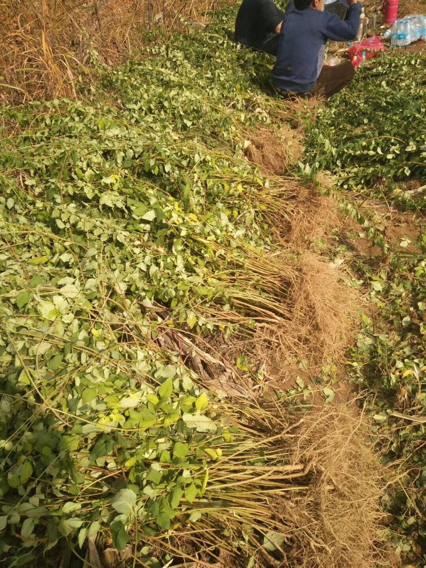 连翘树苗大果高产连翘种苗山坡荒山平原栽种旱地栽种