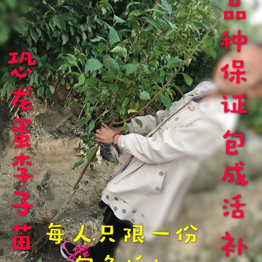 平邑县恐龙蛋李子苗 