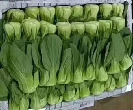 邯郸北方小油菜 1~2两