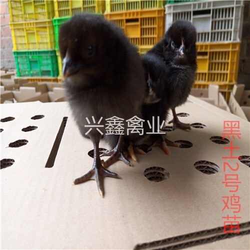 贵阳黑土2号鸡苗 