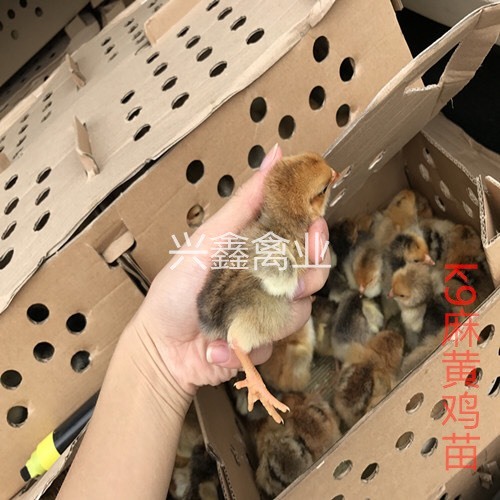 广州K9麻黄鸡苗 统货