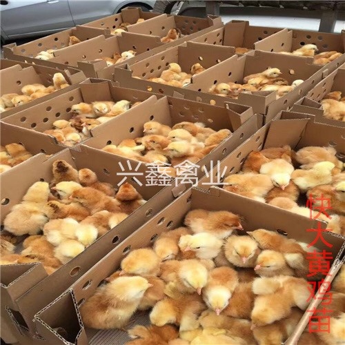 贵阳九斤黄鸡苗 统货