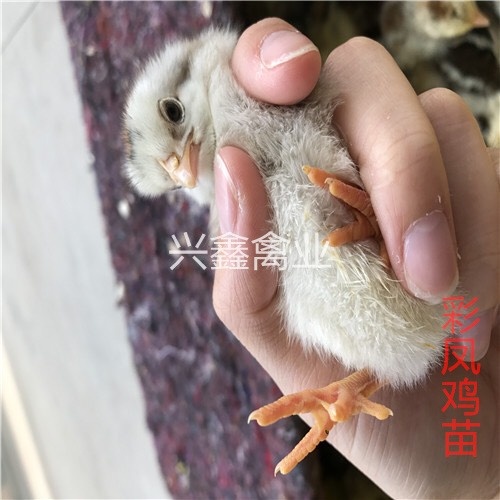 贵阳彩凤鸡苗 统货