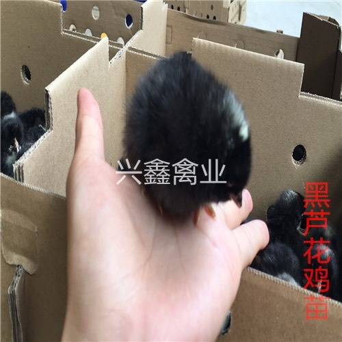 广州芦花鸡苗 母