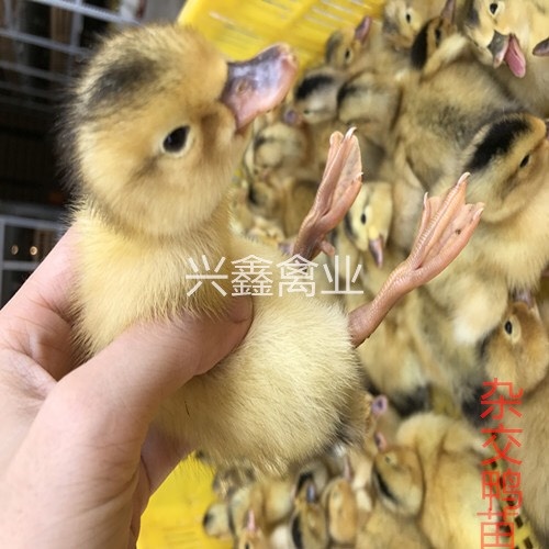 广州杂交鸭苗