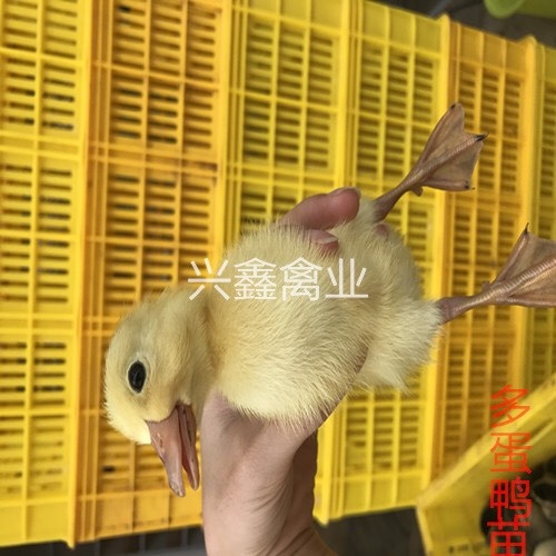 广州江南一号蛋鸭苗 