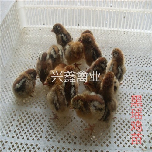 广州 黑瑶土鸡苗